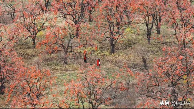有人说，不就是个彬州烂怂柿子，有啥好拍！