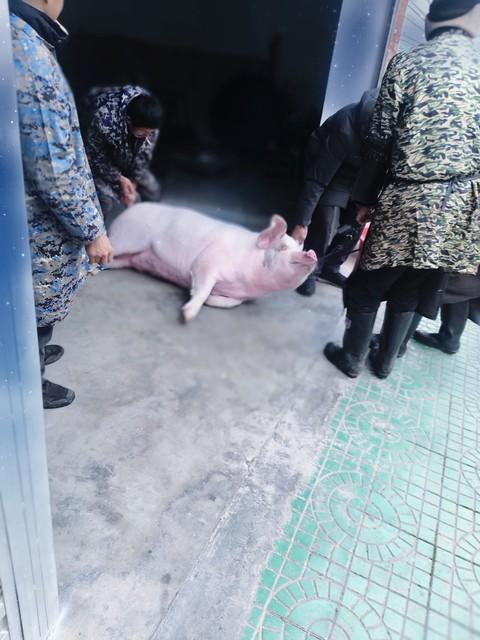 腊月清晨五点，秦岭深处的雾气还没散尽。