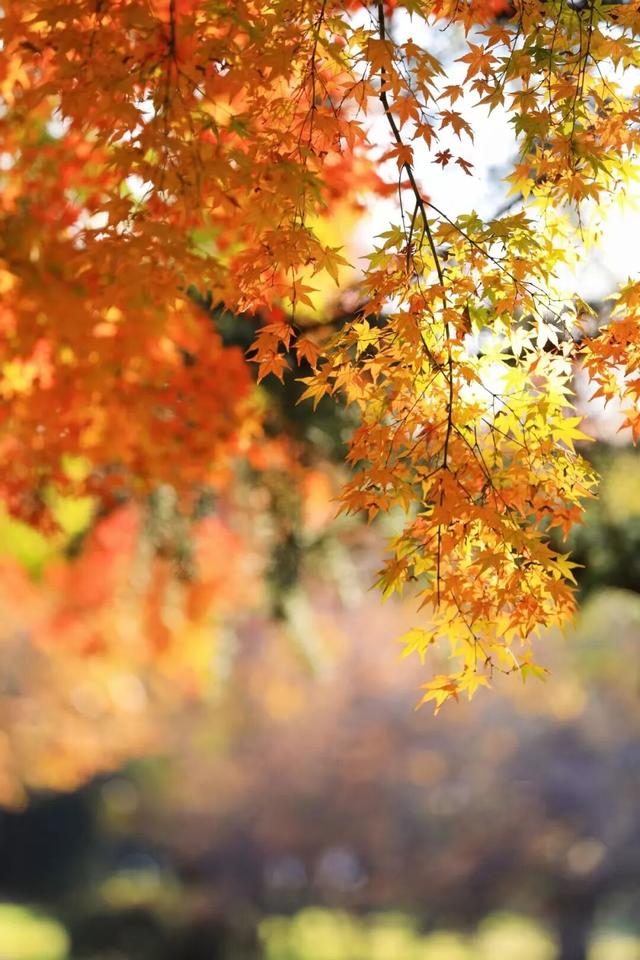 什么？日照这里有一群“小精灵”？！