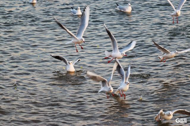 青岛栈桥游人与海鸥同乐 映照冬日最美风光