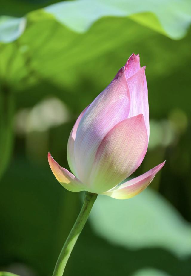 “清水出芙蓉，天然去雕饰” ：荷花朵朵开，“荷荷”又美美！