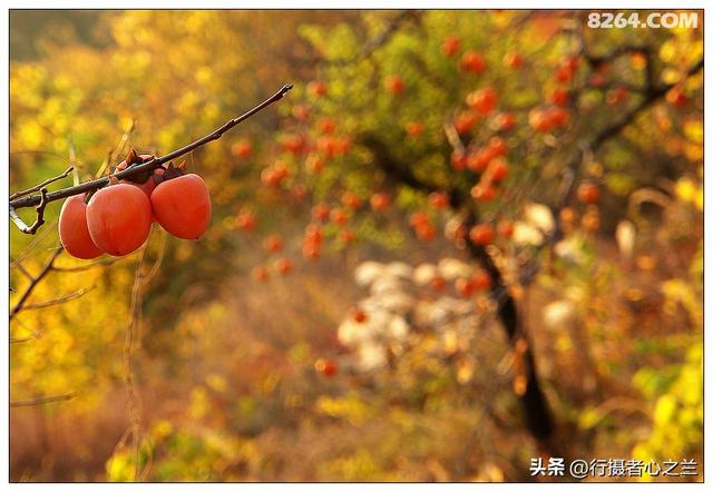 山东行游影记（193）—青州仰天山柿子沟（一）