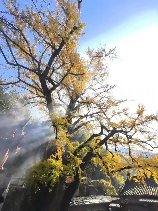 此刻的临沂，把清欢藏进风景里