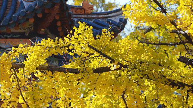 飞阅五华•“杏”运来袭|“云”上赏杏，快来Pick你最心动的“杏”运时刻