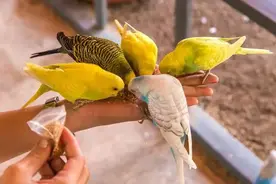 鹦鹉是一夫一妻制吗？可能大家都被骗了图片