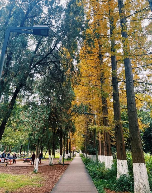 银杏拍照指南！10个出片宝藏地+3个手工教程，手把手教你出片！