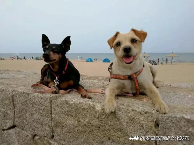 消费潜能激发:北戴河新区小众经济成增长引擎