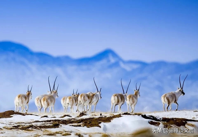 旅行者的终极“地理情书”，大西北八个世界遗产，史诗般绝美画卷