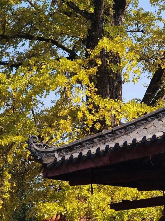 【美丽四川】一年一度朋友圈银杏比美时刻又来了！