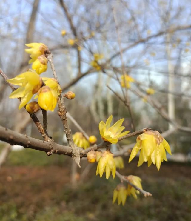 花开有时・四季有诗 | 冬享沂蒙过大年，临沂腊梅邀你赴一场暗香之约