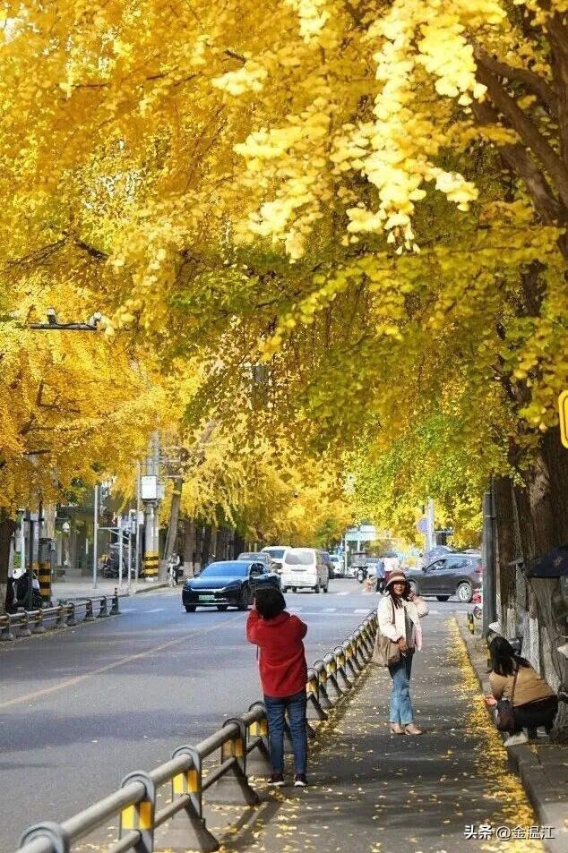 在“杏”福满满的大南街！这样拍超出片