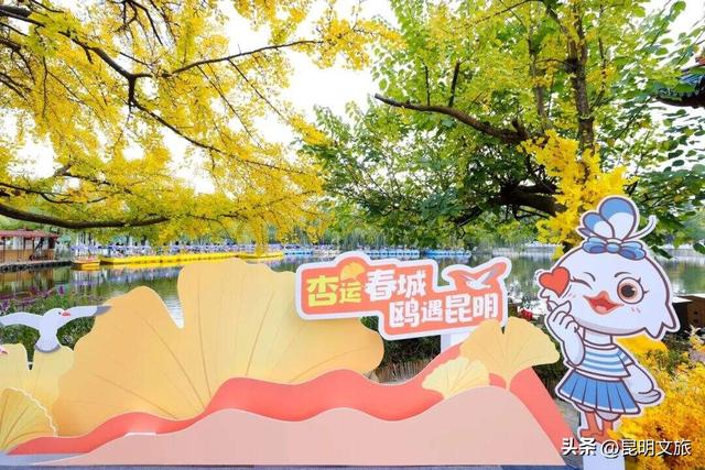 西山赏杏观鸥全攻略！40载人鸥情缘！3+8+N玩法承包冬日浪漫