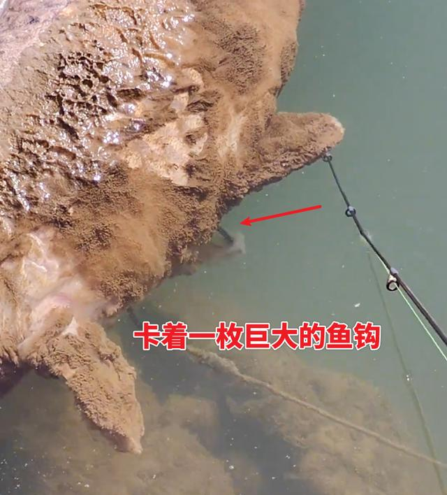 陕西男子发现巨型鲤鱼尸体，身上还挂着一枚大鱼钩，谁干的？