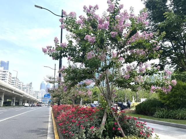 别再问去哪赏花了，徐汇这些地方已美翻！