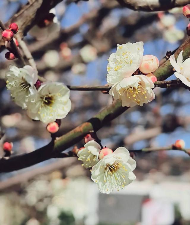 武当文化广场:梅花绽放引客来