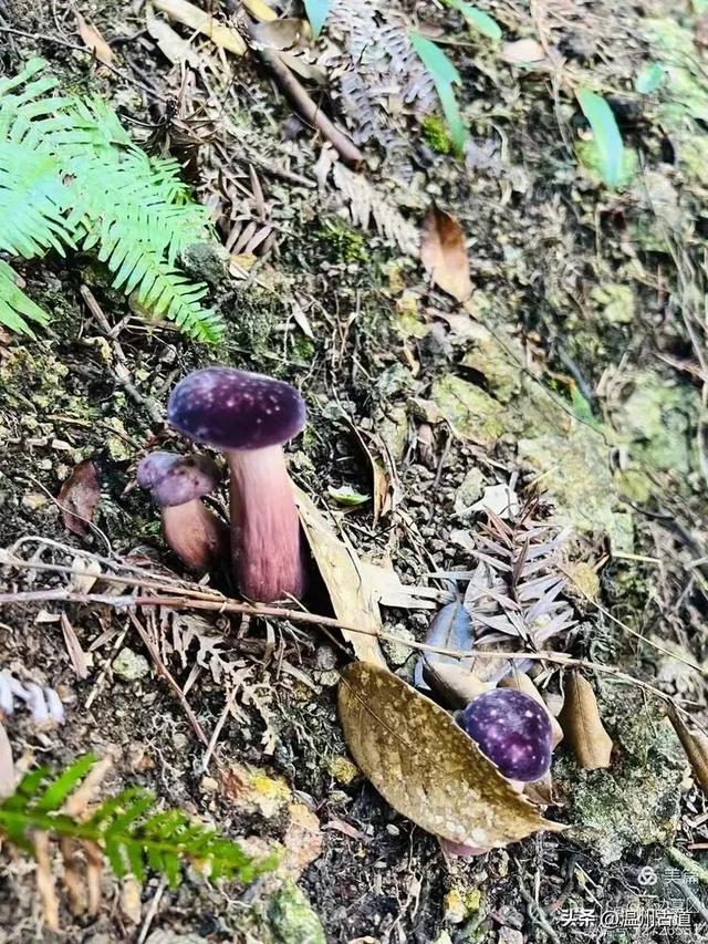 华东最后的香格里拉秘境!仙居公盂岩徒步走起!