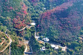 济南网红降龙木，可入药，可入画图片