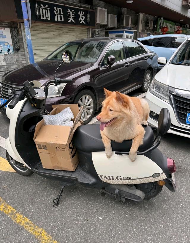 笑死了！每个骑电动车拿快递的铲屎官，都欠狗子一个道歉，哈哈~
