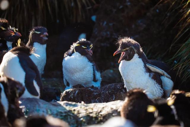 南极旅行官方指南 | 签证、行李、健康到环保守则，这一篇就够！