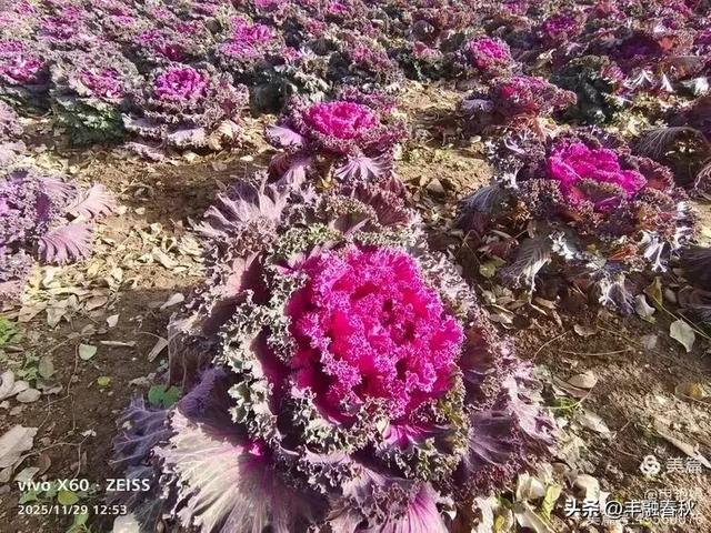 北京景山公园羽衣,冬园锦色|申艳娟