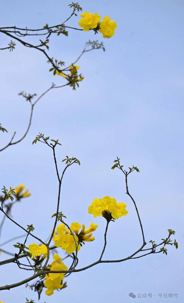 绵竹这里太美了！适合遛娃、运动、拍照，还有风铃木花海......
