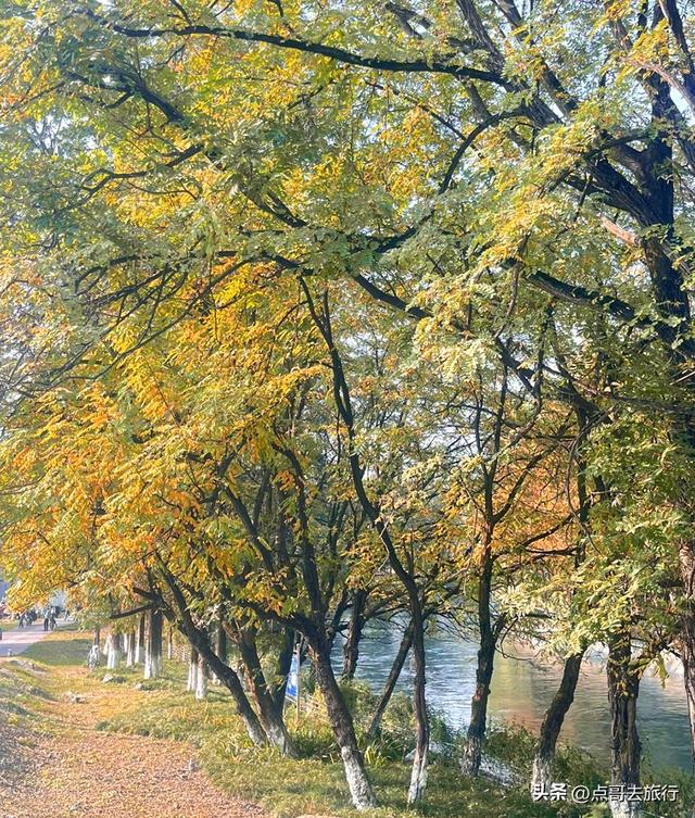 免费！成都府河上的水杉红惊艳来袭，地铁公交车直达！