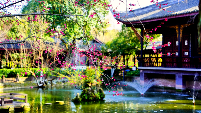 赏花何必等春！这个冬天，成都花儿都开men了→