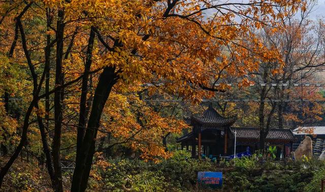 记者们快看——金顶山免门票专属权益!