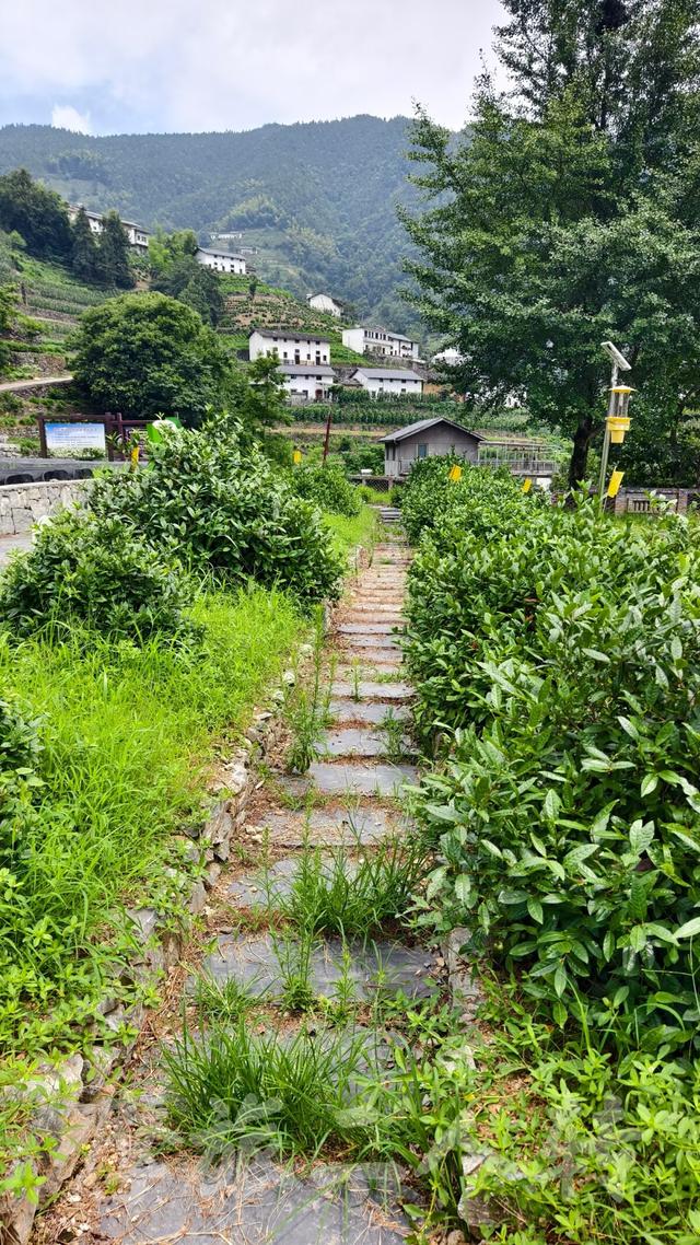 皖浙摩旅二人转——蜈蚣岭篇（下）