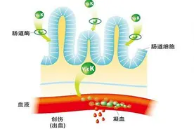 什么是维生素K缺乏症？图片