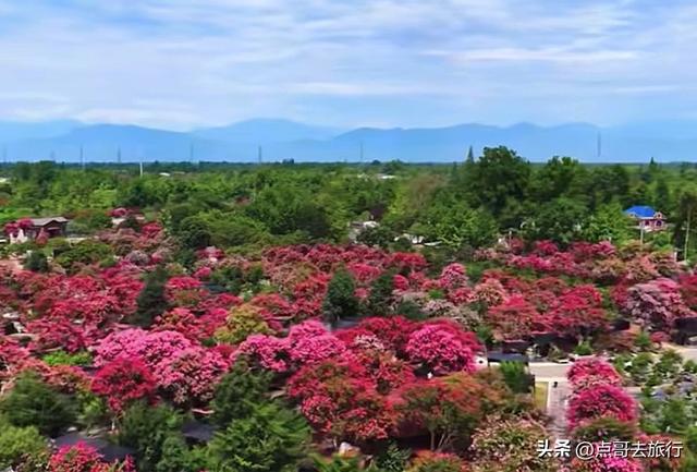成都温江最美紫薇花大道，壮观色彩斑斓，不要门票，地铁公交直达