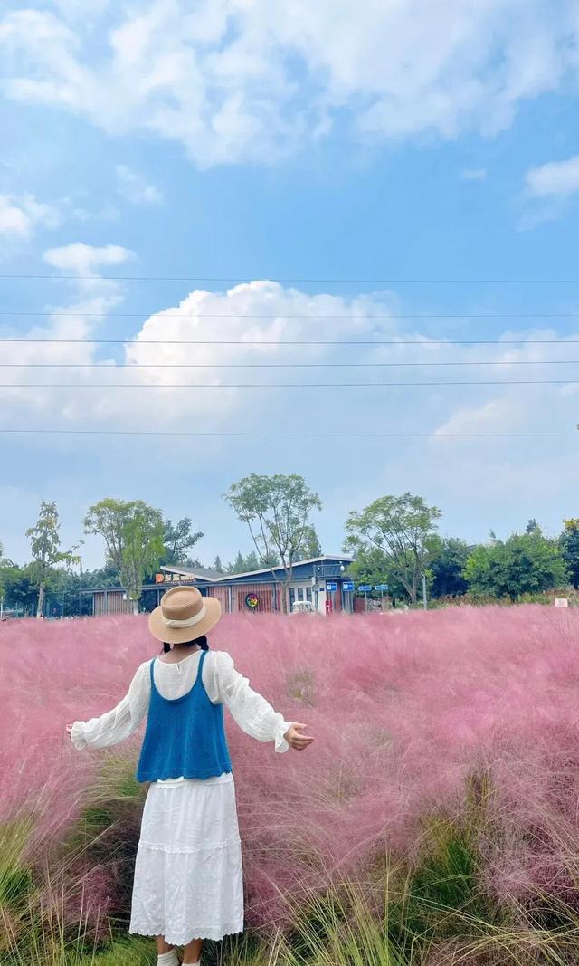 谁来管管这片地肤草啊！美得人挪不开眼
