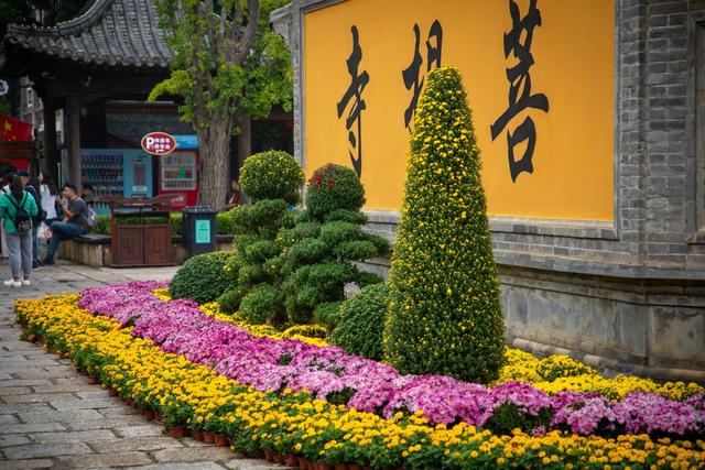 双节限定！菊与古城的千年约会