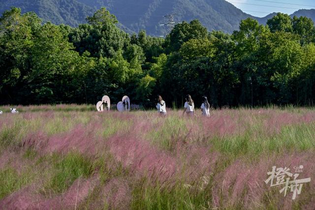 邂逅秋日限定浪漫，桐庐30亩粉黛乱子草竞相绽放