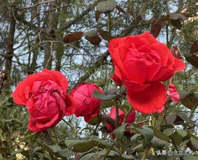 秋天来大兴！这波彩色 “多巴胺” 直接美到“心巴”上——