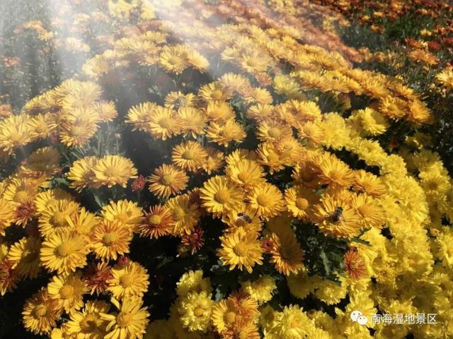 2025包头第三届菊花旅游花卉展即将绽放来袭…
