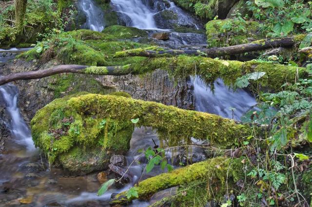 世界自然遗产、物种基因库、北纬31°绿色奇迹——神农架旅游攻略