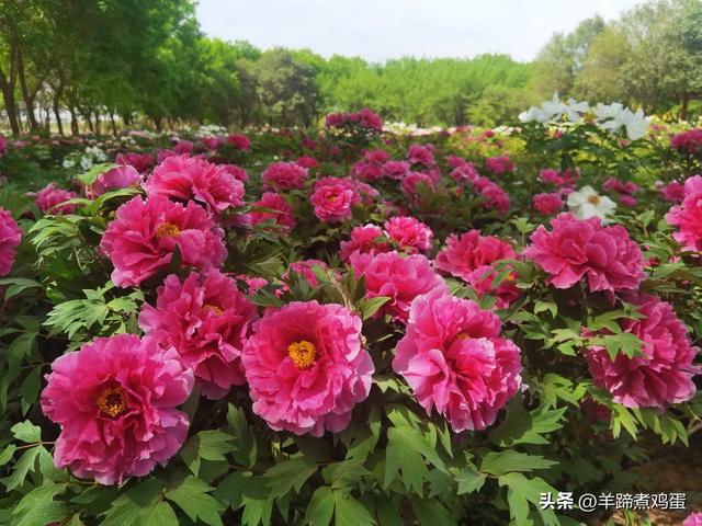 做几天洛阳人——游河南洛阳赏牡丹芬芳 总体概述(四)