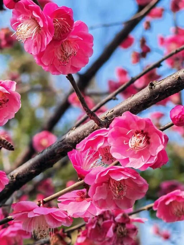 赏花 │ 去贵州农博园开启一场“寻梅之旅”！