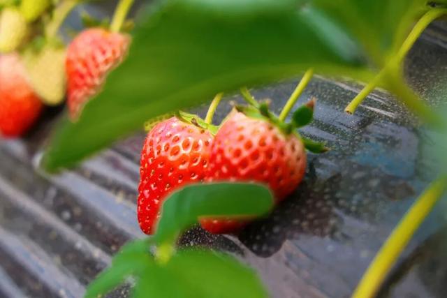 好看、好吃、好玩！富阳这个镇，值得一游！