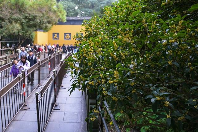 灵隐寺免门票，一年至少减收7.5亿元！细说寺庙的多条赚钱途径