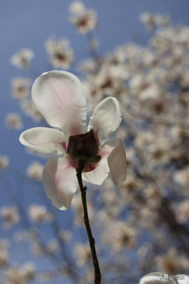 娇艳欲滴清新怡人，上海市花白玉兰竞相绽放美不胜收