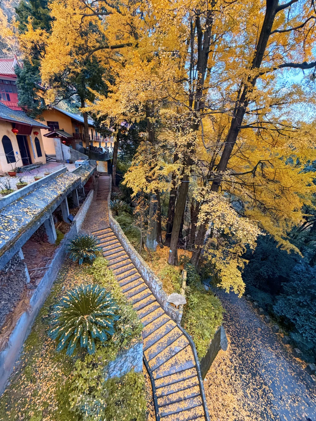 黄了红了！成都1.5h直达大邑白岩寺，徒步赏叶登顶攻略看这里~