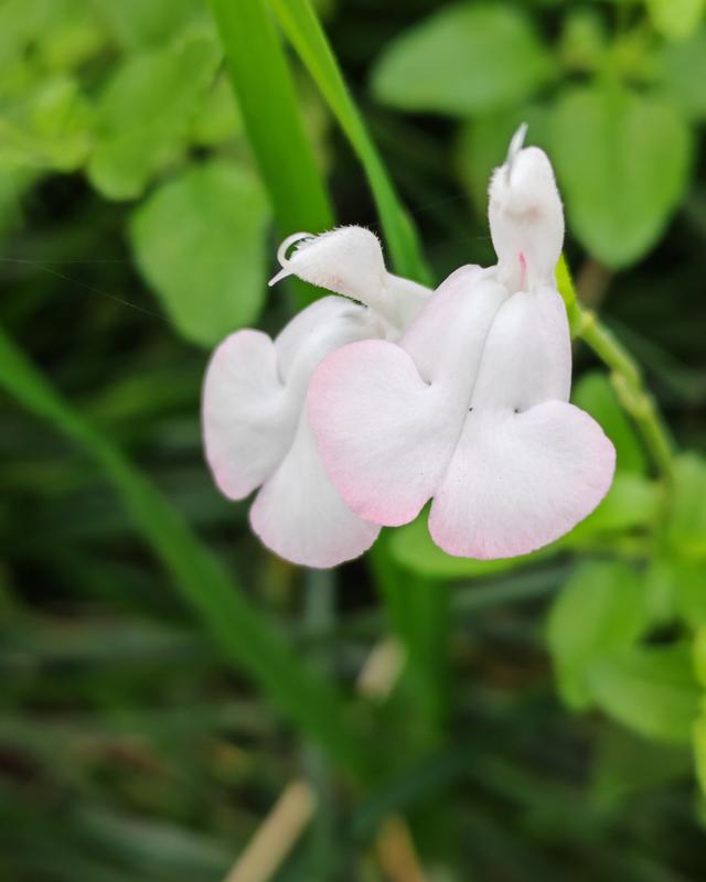 繁花似锦的秋天