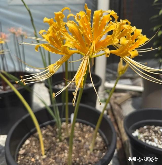 女子养了11年的花，马上就要开了，可惜因出差看不到了