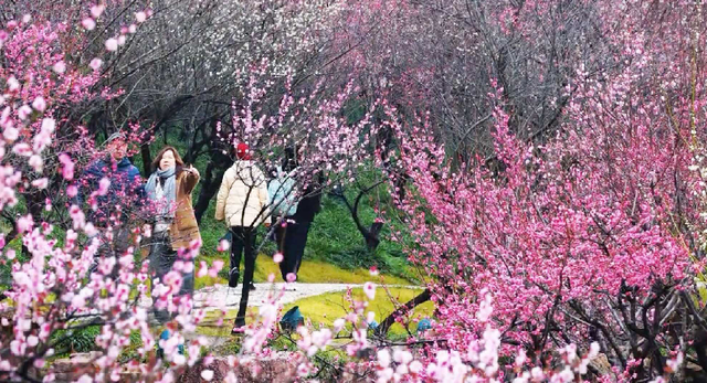 湖上梅林迎来最佳观赏期