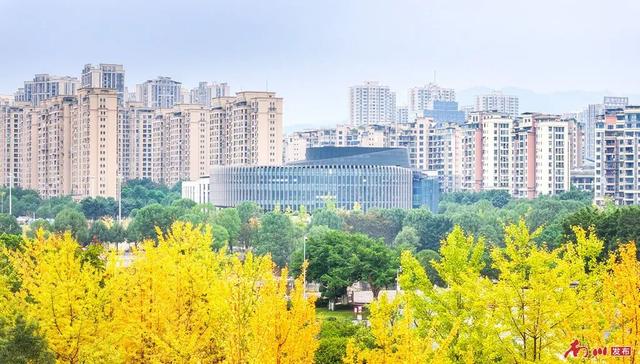 图片新闻︱南川彩韵：半山熔金半山翠，一树千年一树春