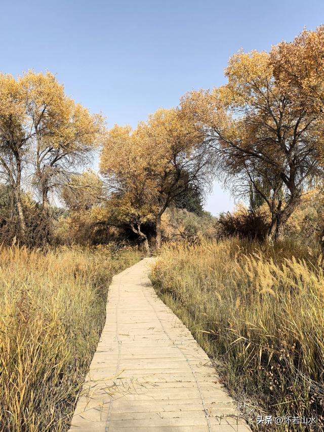 2025环南疆沙漠铁路背包自由行日记(4)——游览泽普金湖杨景区