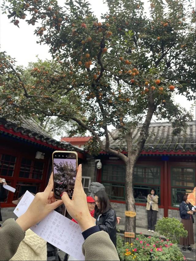 老舍的丹柿小院火出圈：门票免费能预约