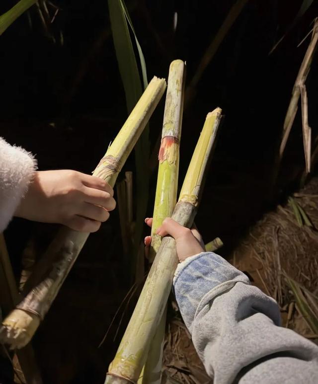 反向旅游神操作！四川眉山9块9自助偷甘蔗火出圈，吊打5A景区？